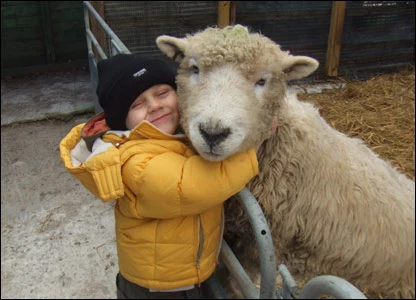 _42385648_sheep1.webp