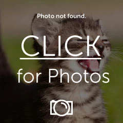 DSC00639.webp