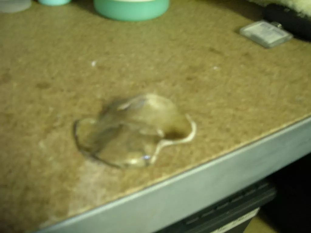 DSCN3834.webp