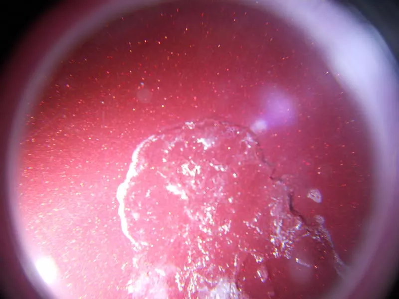 DSCN5941.webp