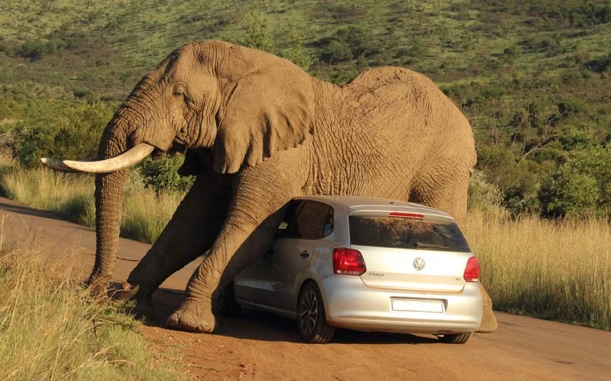 elephant-on-car.webp