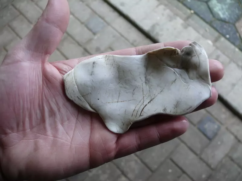 P1160754.webp